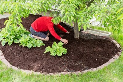 Tree Service Professionals