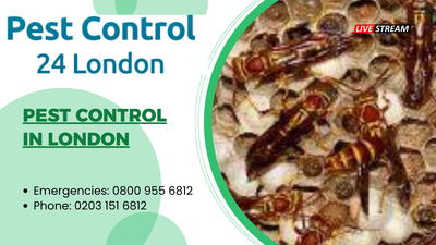 Pest control in London